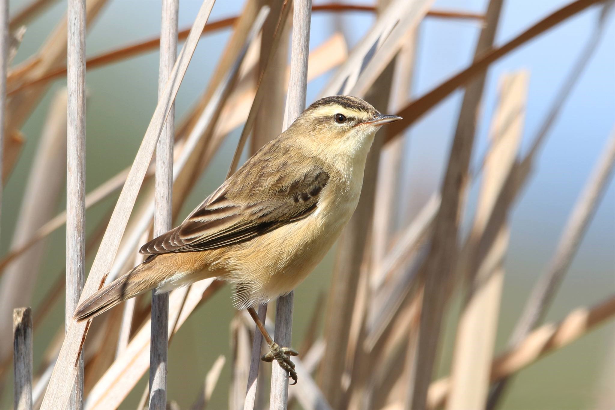 Sedge Warbler on the branch